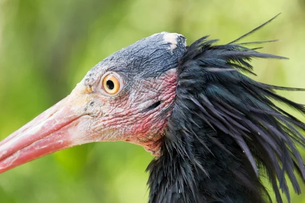 Bliska Ibis pustelnik — Zdjęcie stockowe