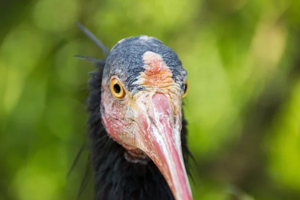 Face of northern bald ibis looking at you — Stock Photo, Image