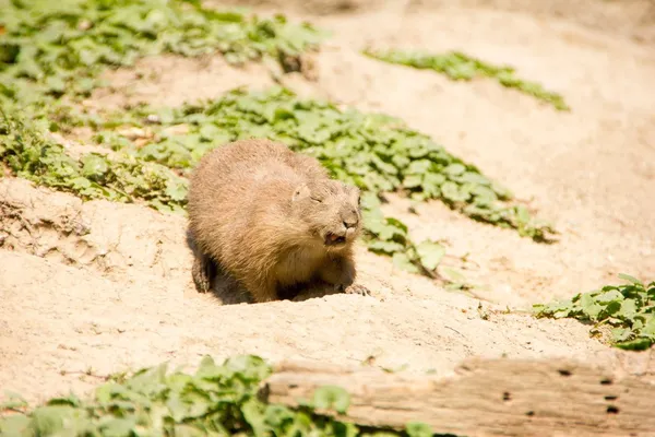 Sehr niedliches Murmeltier zwinkert und streckt dir seine Zunge entgegen — Stockfoto