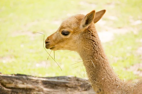 Young llama eating some grass — Stock Photo, Image