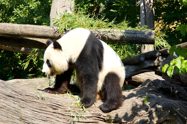 Cute giant panda standing up after sleeping — Stock Photo, Image