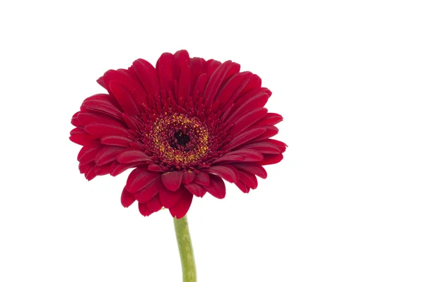 Única gerbera vermelha isolada sobre fundo branco — Fotografia de Stock