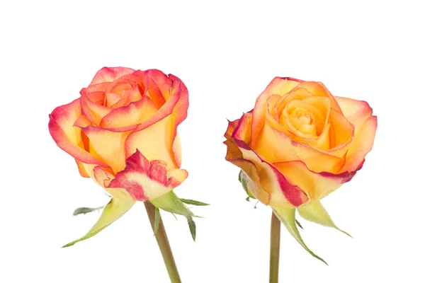 Zwei rote orangefarbene Rosen auf weißem Hintergrund — Stockfoto