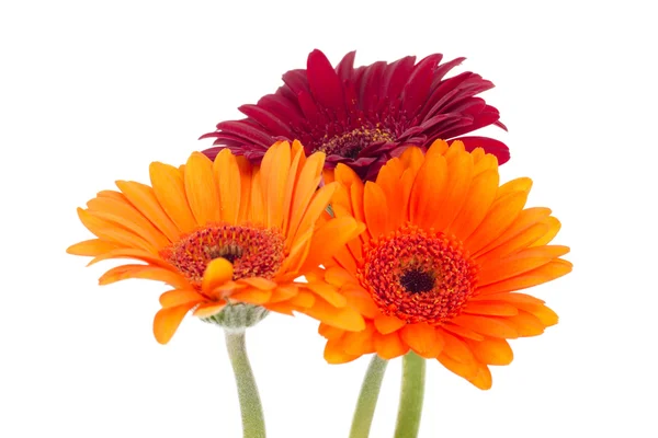 Three colorful gerberas isolated on white background — Stock Photo, Image