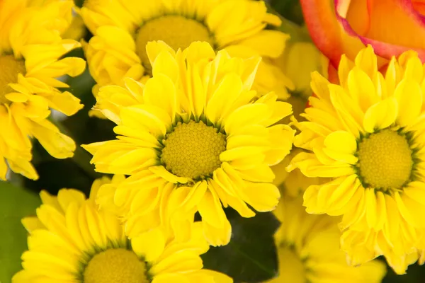 Beautiful blossoms of yellow chrysanthmums — Stock Photo, Image