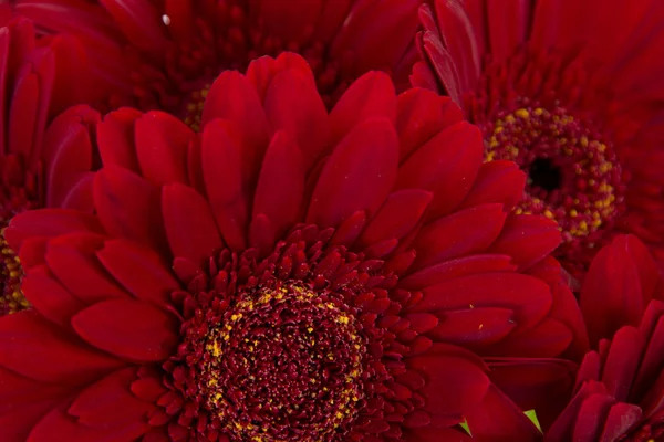 Primo piano di cinque bellissime gerbere rosse — Foto Stock