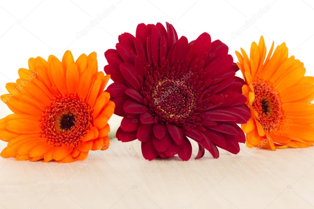 Three colourful gerberas on wooden background
