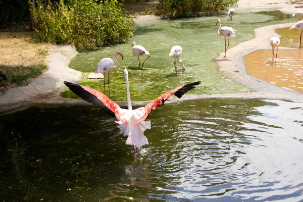 Flamingo maior mostrando belas asas — Fotografia de Stock