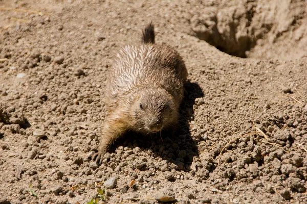 Marmotte mignonne jouant sur le sol — Photo