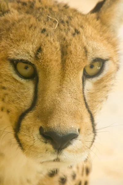 Beautiful cheetah looking at something — Stock Photo, Image