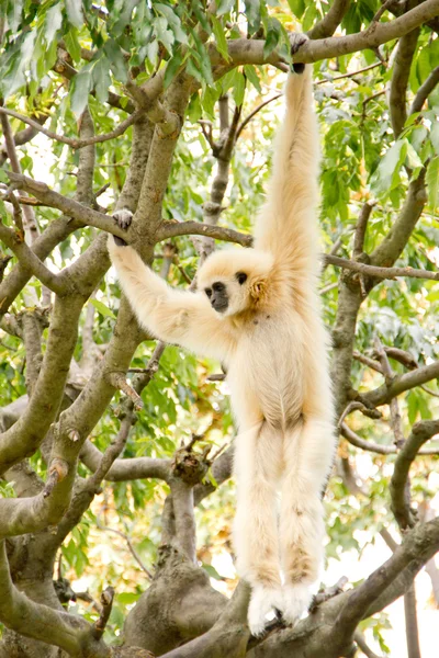 Vit-manna gibbon hängande i träden — Stockfoto