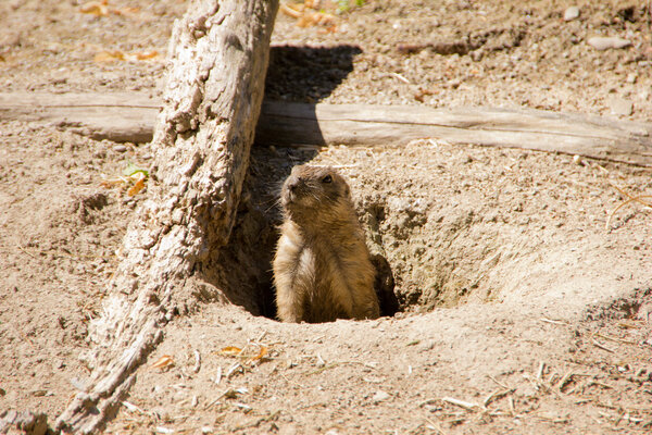 Marmot looking out of the hole in the ground