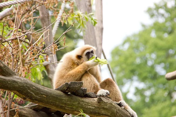 Vit-manna gibbon äta några blad — Stockfoto