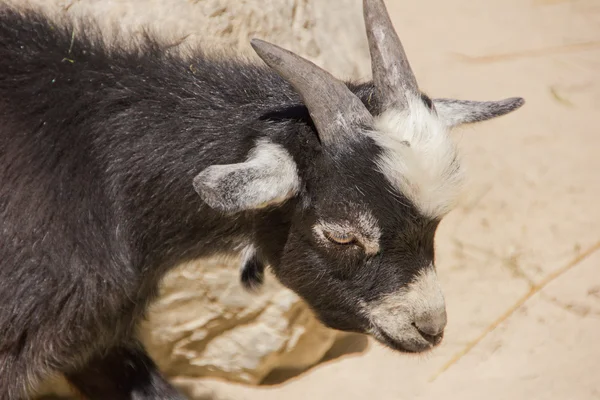 Young domestic goat looking at something — Stock Photo, Image