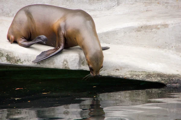 Sea lion ready to dive another round — Stock Photo, Image