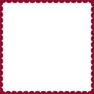 boş alan ile sınır olarak güzel kırmızı gerbera