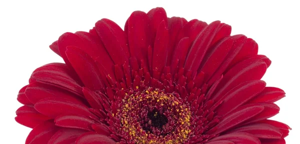 Bella gerbera rossa su sfondo bianco — Foto Stock