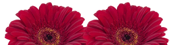 Beyaz zemin üzerine iki güzel kırmızı gerbera — Stok fotoğraf