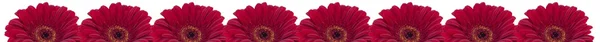 Néhány szép piros Gerbera fehér alapon — Stock Fotó