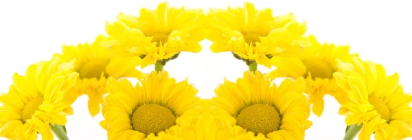 Beautiful yellow chrysanthemums on white background — Stock Photo, Image