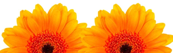 Dois belos gerberas laranja no fundo branco — Fotografia de Stock