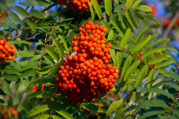 Algunos frutos del sorbo aucuparia — Foto de Stock