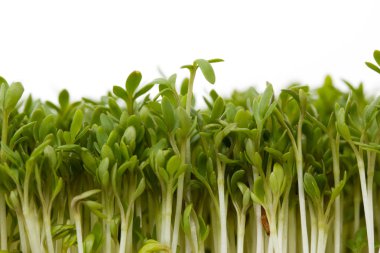 taze garden cress Close-Up