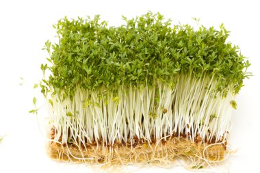 sağlıklı garden cress beyaz zemin üzerine