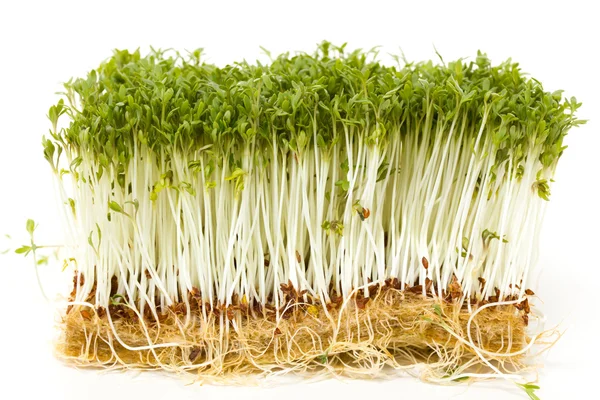 lezzetli garden cress beyaz zemin üzerine