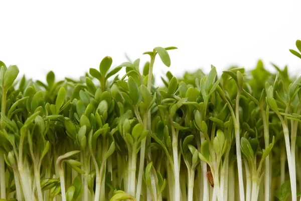 taze garden cress Close-Up