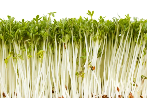 Close-up of delicious garden cress — Stock Photo, Image