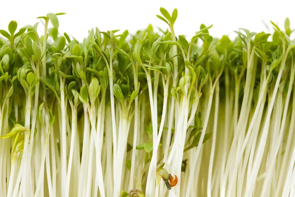 Close-up of healthy garden cress — Stock Photo, Image