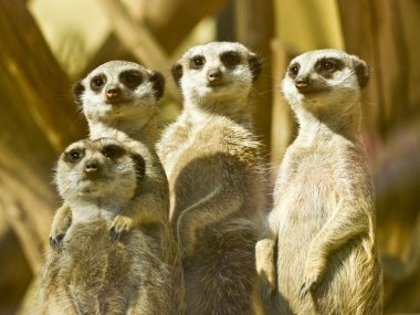 Meerkats family clipart