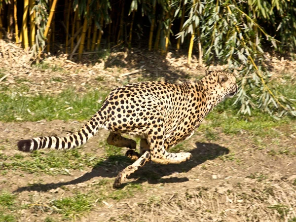 Fast cheetah — Stock Photo, Image