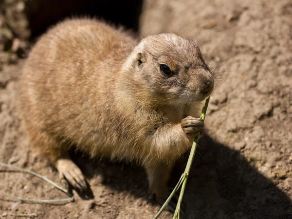 Prairie dog — Stock Photo, Image