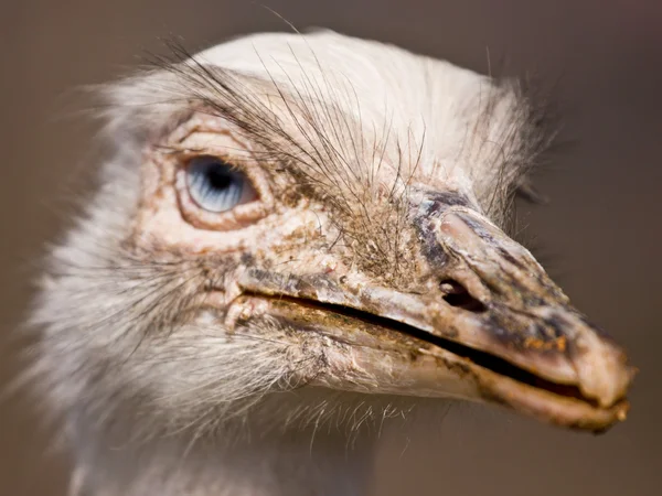 Weiße Rhea — Stockfoto