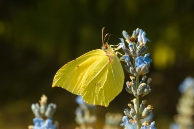 Limon (Gonepteryx rhamni)