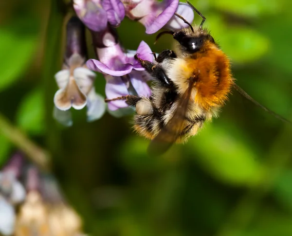 Bombus pascuorum — Stock Photo, Image