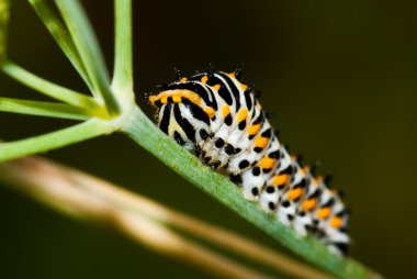 Swallowtail tırtıl