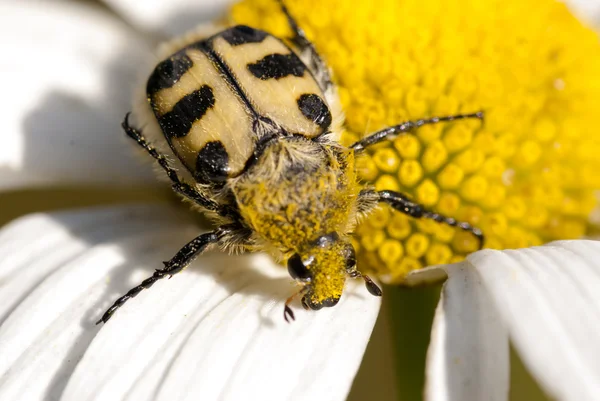 Trichius besorolás — Stock Fotó