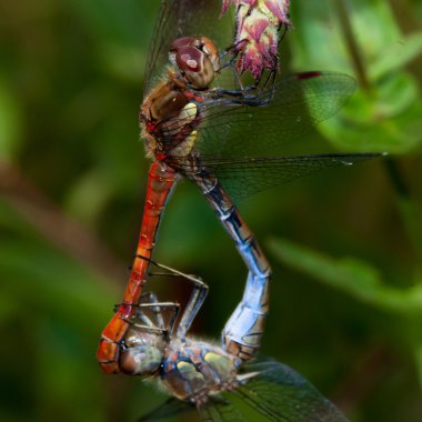 çiftleşme yusufçuk