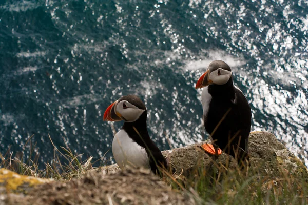 Casal de puffin — Fotografia de Stock