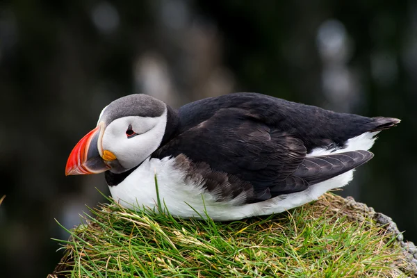 Puffin в гніздо — стокове фото