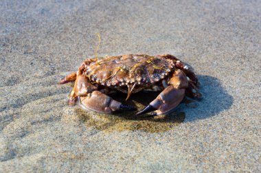 Oregon sahilinde Pasifik kaya yengeci