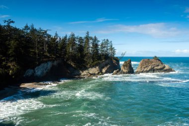 Cape Arago sahilinde çam ağacı