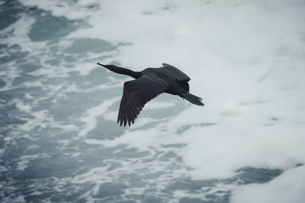 Pelagic Cormorant Flying Waves — Stock Photo, Image