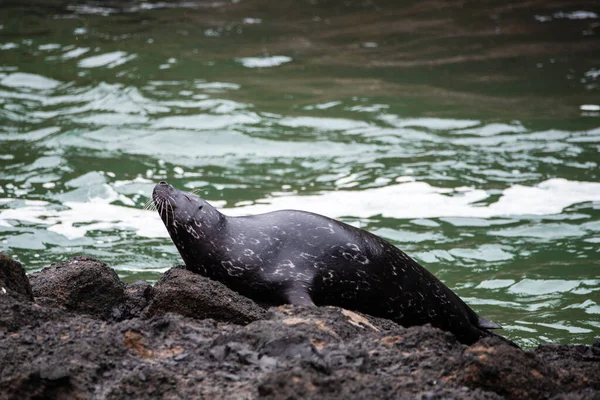 Zwarte Zeehond Bij Yaquina Kop — Stockfoto