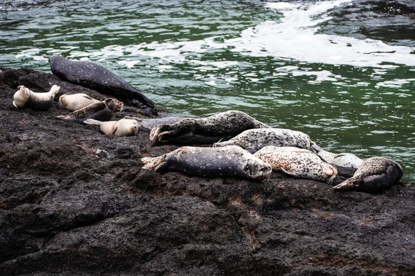 Seehundgruppe Der Nähe Von Yaquina Kopf — Stockfoto