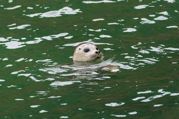 Testa Fuori Dall Acqua Una Foca Portuale — Foto Stock