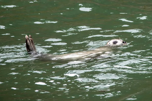 Młode Foki Portowe Pływające Powierzchni Wody — Zdjęcie stockowe